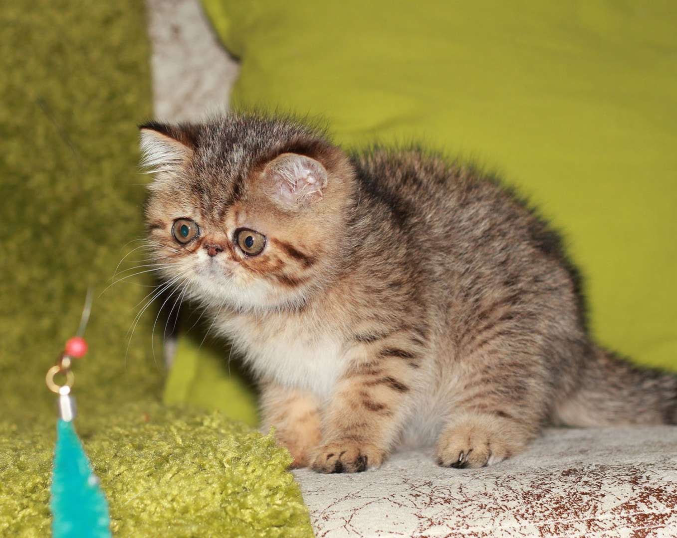 Питомники экзотических. Персидская короткошерстная экстремал. Персидские котята. Питомник персидских кошек. Коты экзоты милые.